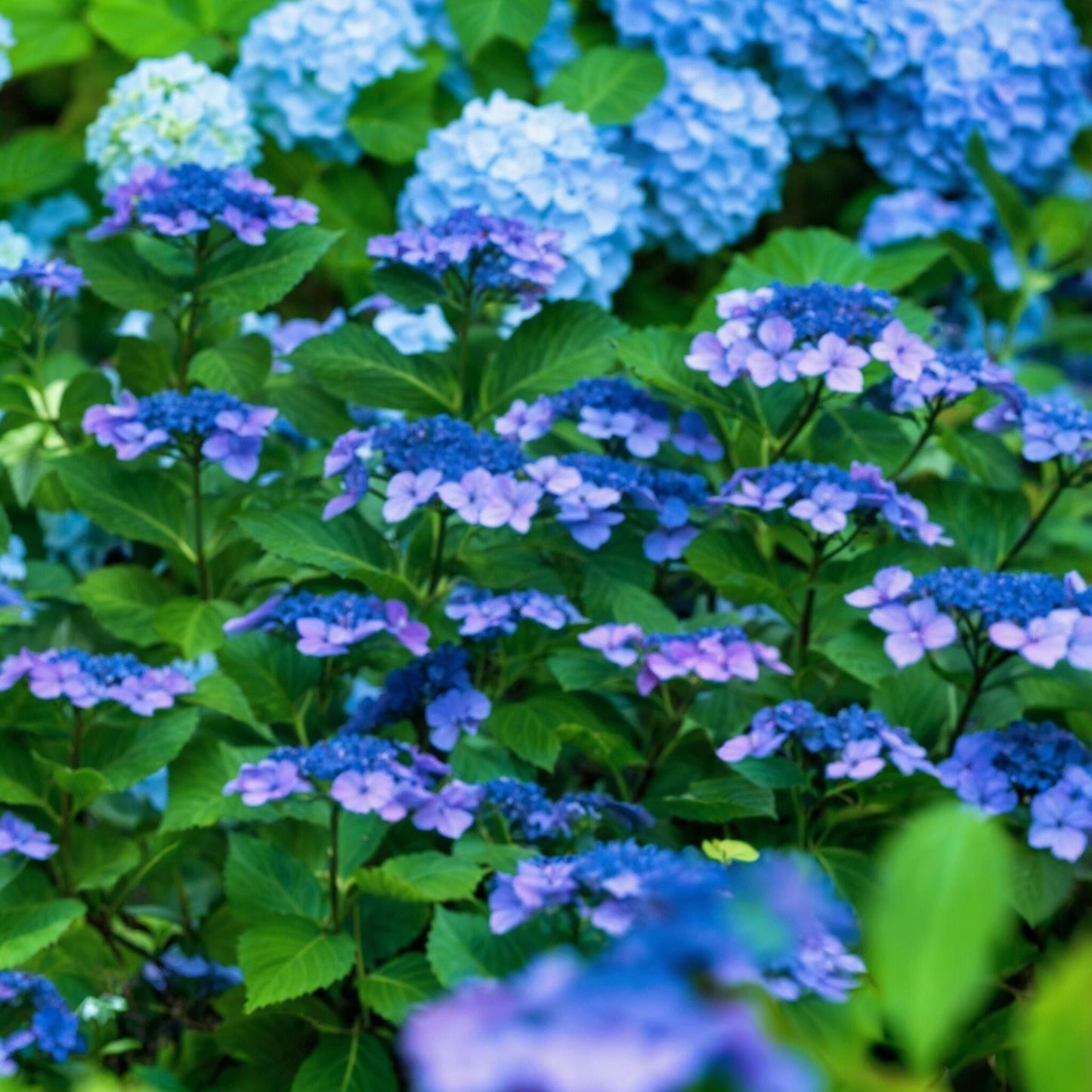 Hortensia - Hydrangea Serrata 'summerglow' - Altura 25-40cm - ⌀19cm_3