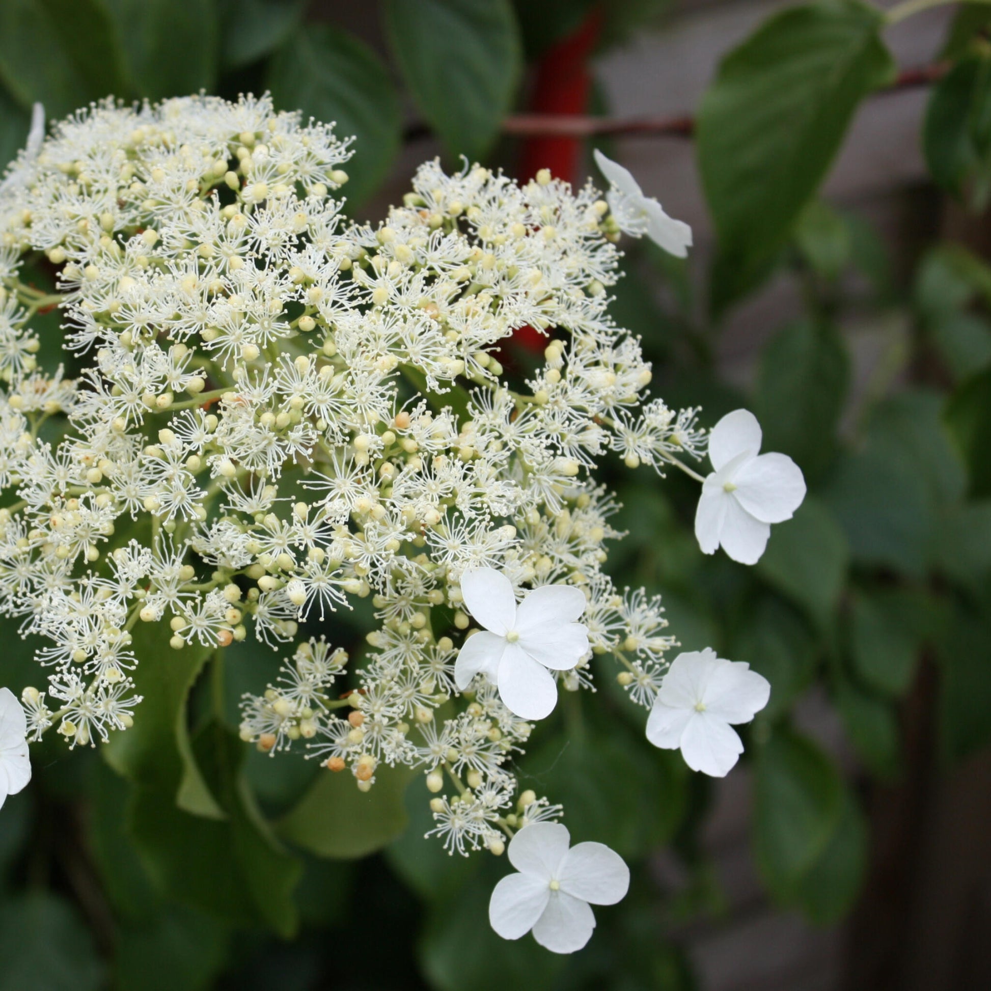 Hortensia Trepadora - 3 Pzs - Hydrangea Anomale Petiolaris - A25-40cm - ⌀9cm_3