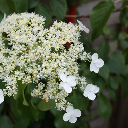 Hortensia Trepadora - 3 Pzs - Hydrangea Anomale Petiolaris - A25-40cm - ⌀9cm_3