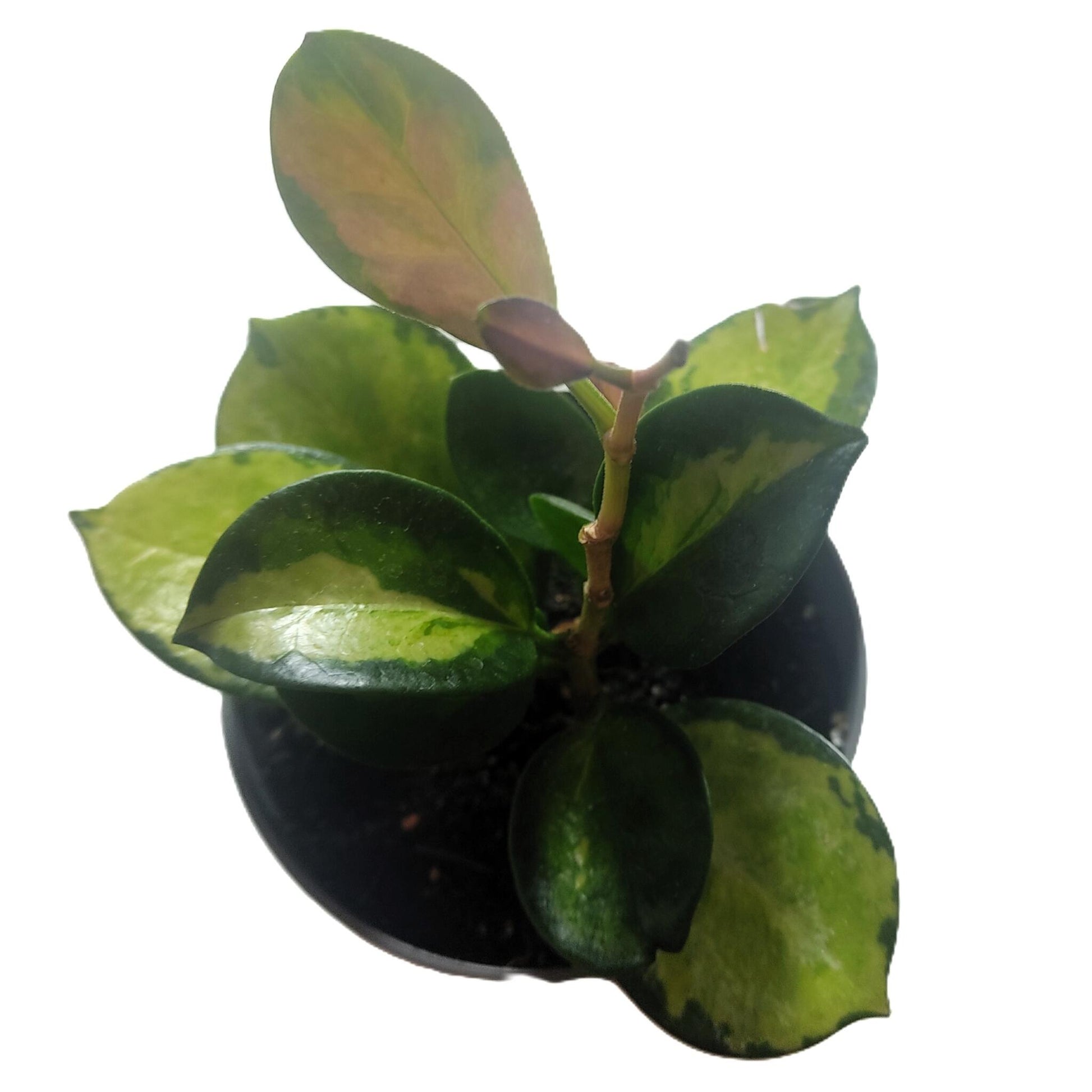 Hoya Australis 'lisa'; Planta Flor De Cera; Curiosarium; Maceta 10,5 Cm Diámetro_2