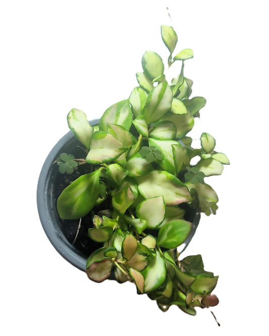 Hoya Heuschkeliana 'variegata'; Planta Flor De Cera Colgante; Curiosarium; Maceta 12 Cm_0