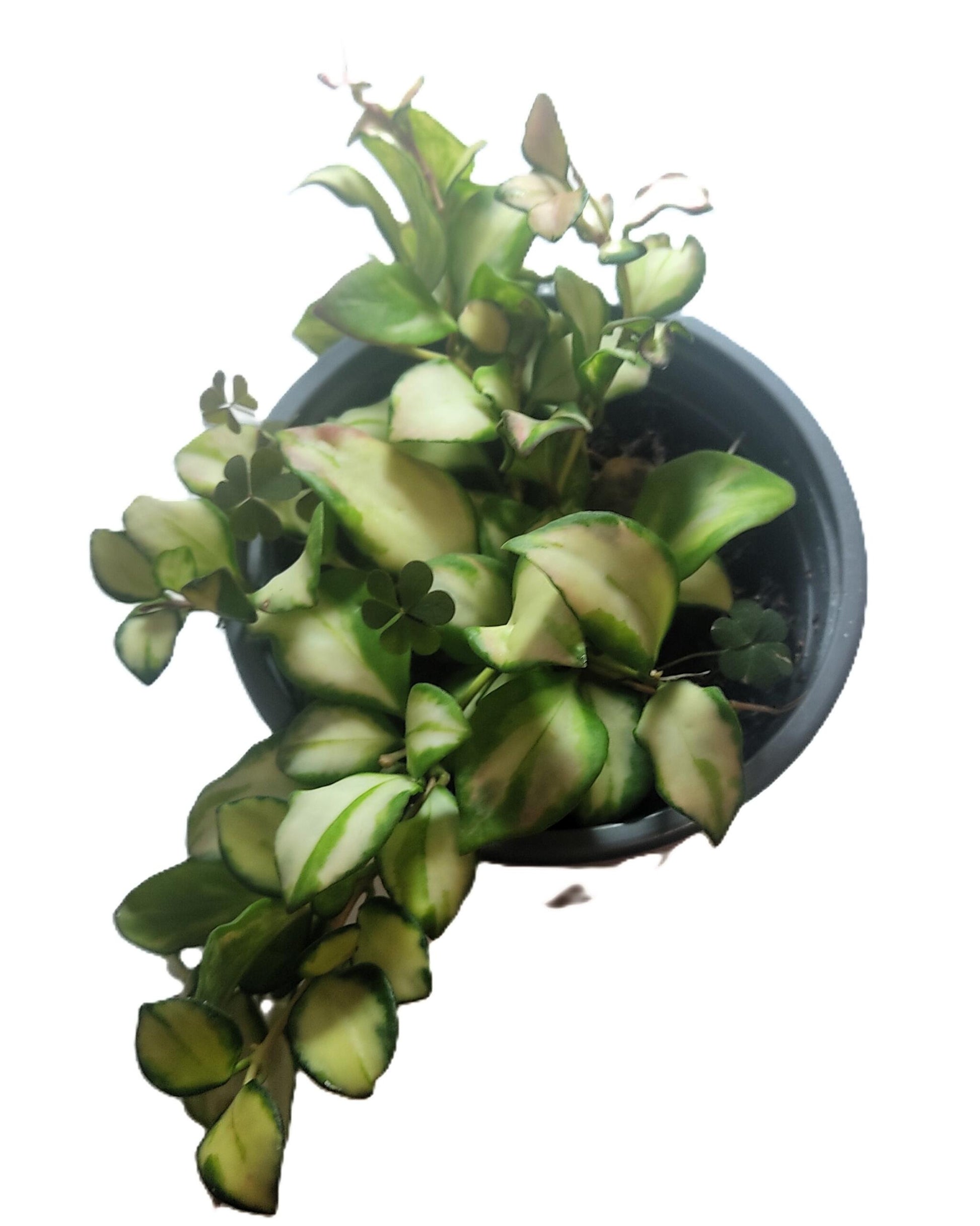 Hoya Heuschkeliana 'variegata'; Planta Flor De Cera Colgante; Curiosarium; Maceta 12 Cm_2