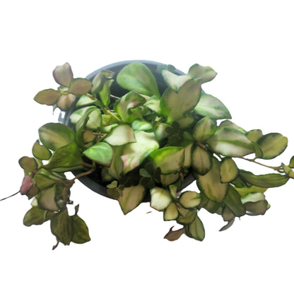Hoya Heuschkeliana 'variegata'; Planta Flor De Cera, Colgante; Curiosarium; Maceta 12 Cm Diámetro_1