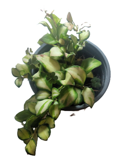 Hoya Heuschkeliana 'variegata'; Planta Flor De Cera, Colgante; Curiosarium; Maceta 12 Cm Diámetro_2