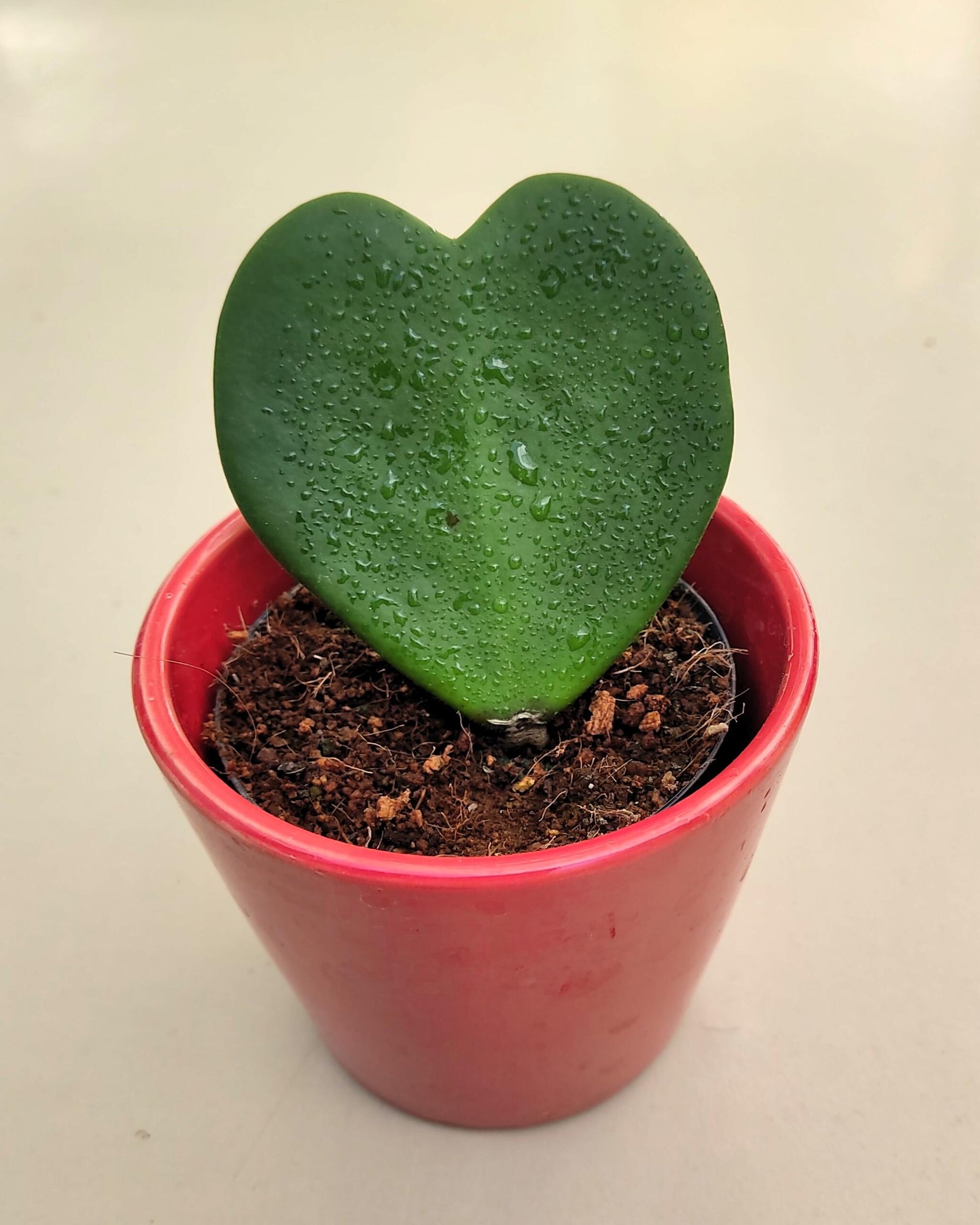 Hoya Kerrii (planta Corazón); Planta Suculenta Con Hoja Acorazonada; Curiosarium; Diámetro Maceta 7 Cm, Con Cubremaceta_0