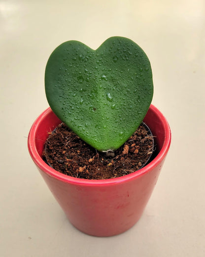 Hoya Kerrii (planta Corazón); Planta Suculenta Con Hoja Acorazonada; Curiosarium; Diámetro Maceta 7 Cm, Con Cubremaceta_0