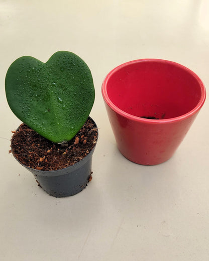 Hoya Kerrii (planta Corazón); Planta Suculenta Con Hoja Acorazonada; Curiosarium; Diámetro Maceta 7 Cm, Con Cubremaceta_1