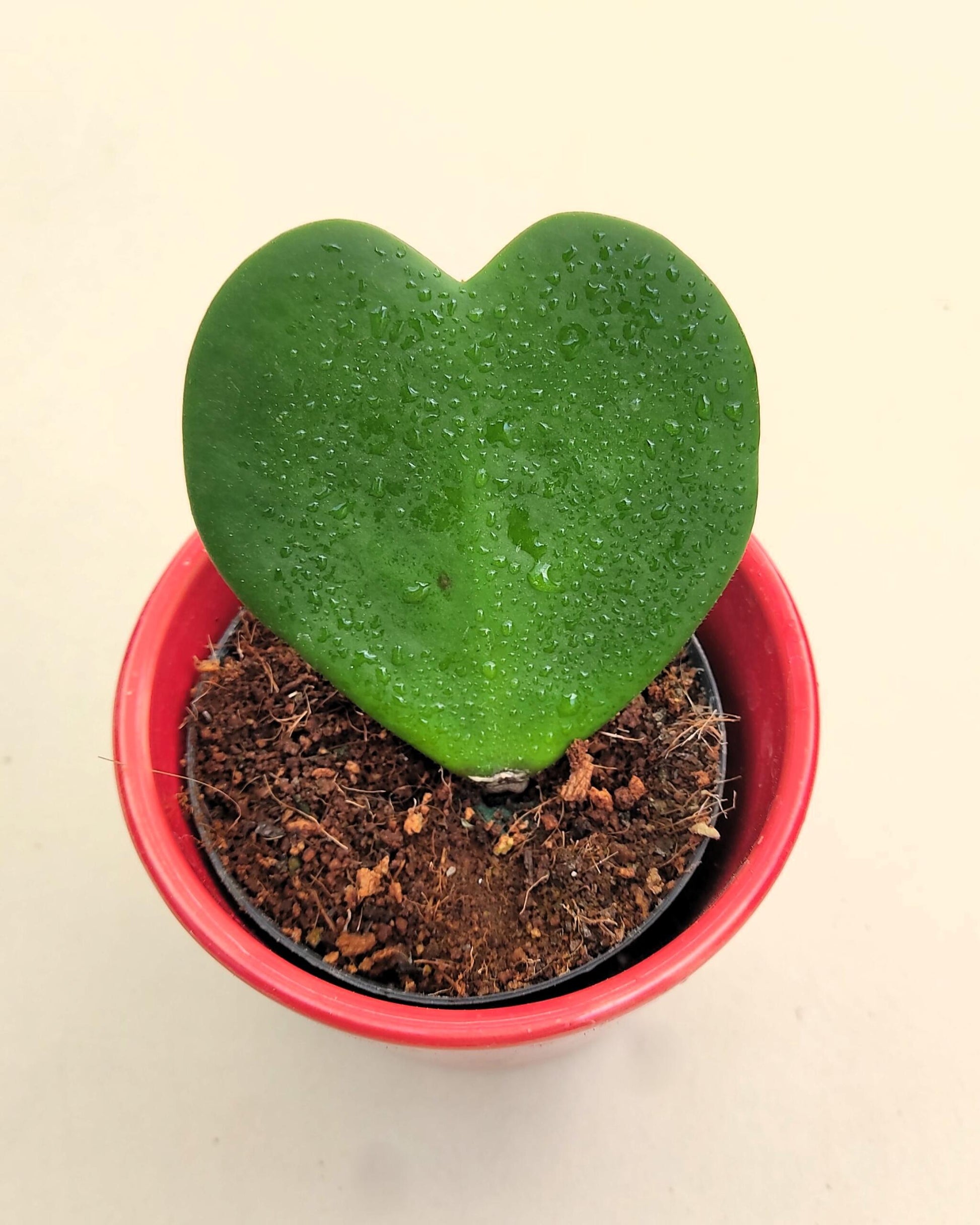 Hoya Kerrii (planta Corazón); Planta Suculenta Con Hoja Acorazonada; Curiosarium; Diámetro Maceta 7 Cm, Con Cubremaceta_2