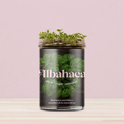 Huerto De Cocina De Albahaca_2