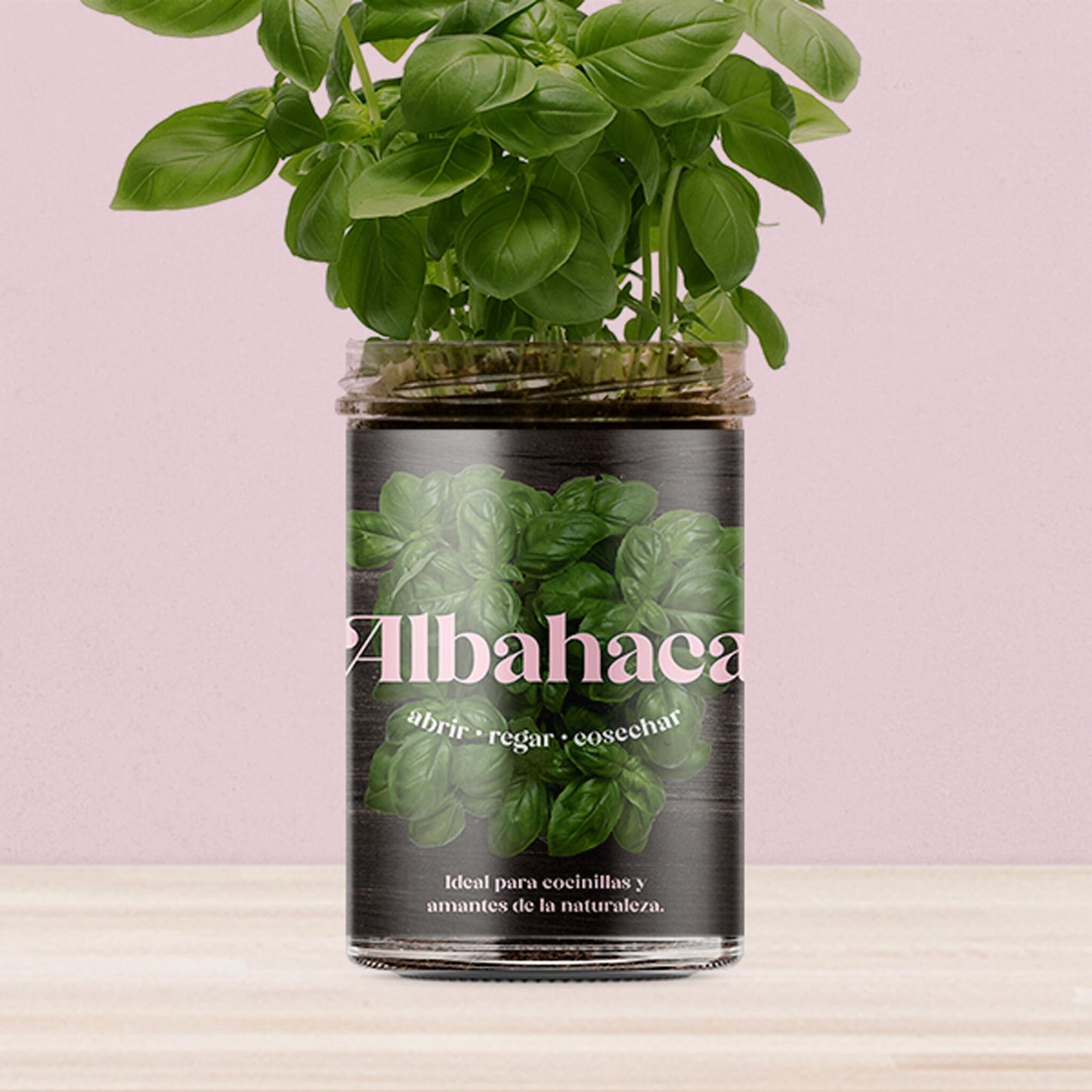 Huerto De Cocina De Albahaca_3