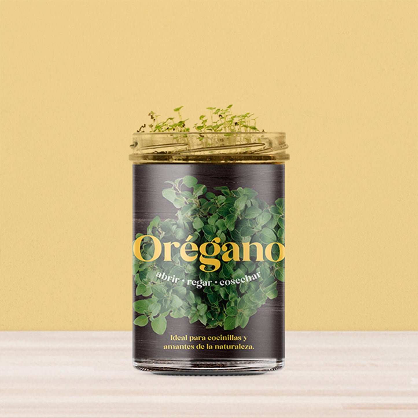 Huerto De Cocina De Orégano_2