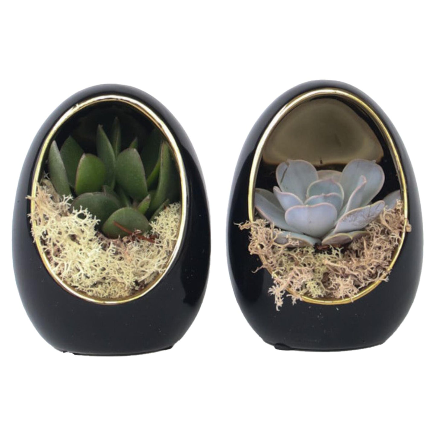 Huevo De Echeveria Dorado Negro - 2 Pzs - Echeveria Lilacina - Altura 12cm_0