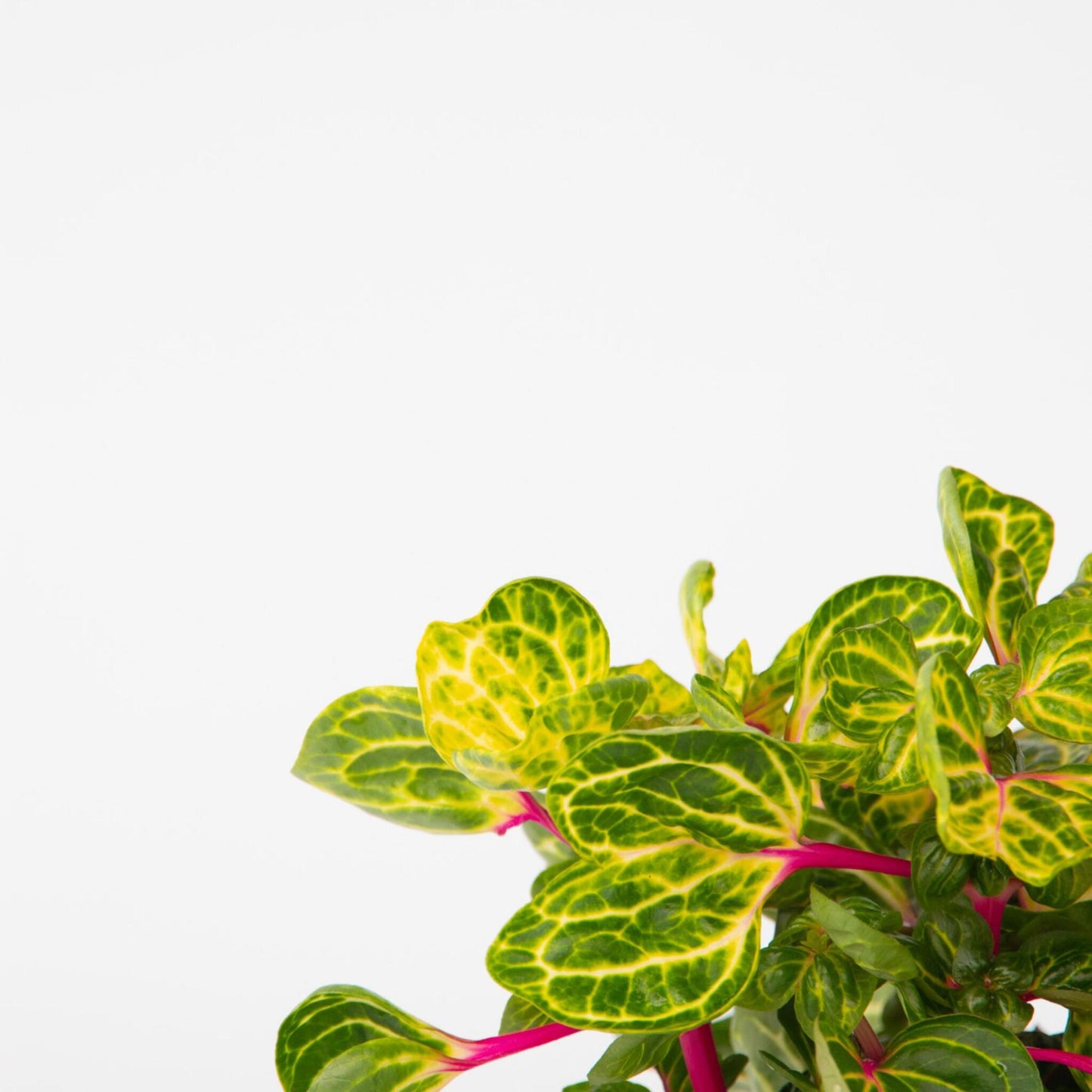 Iresina - 2 Pzs - Iresine Herbstii - Altura 20-30cm - ⌀13cm_3