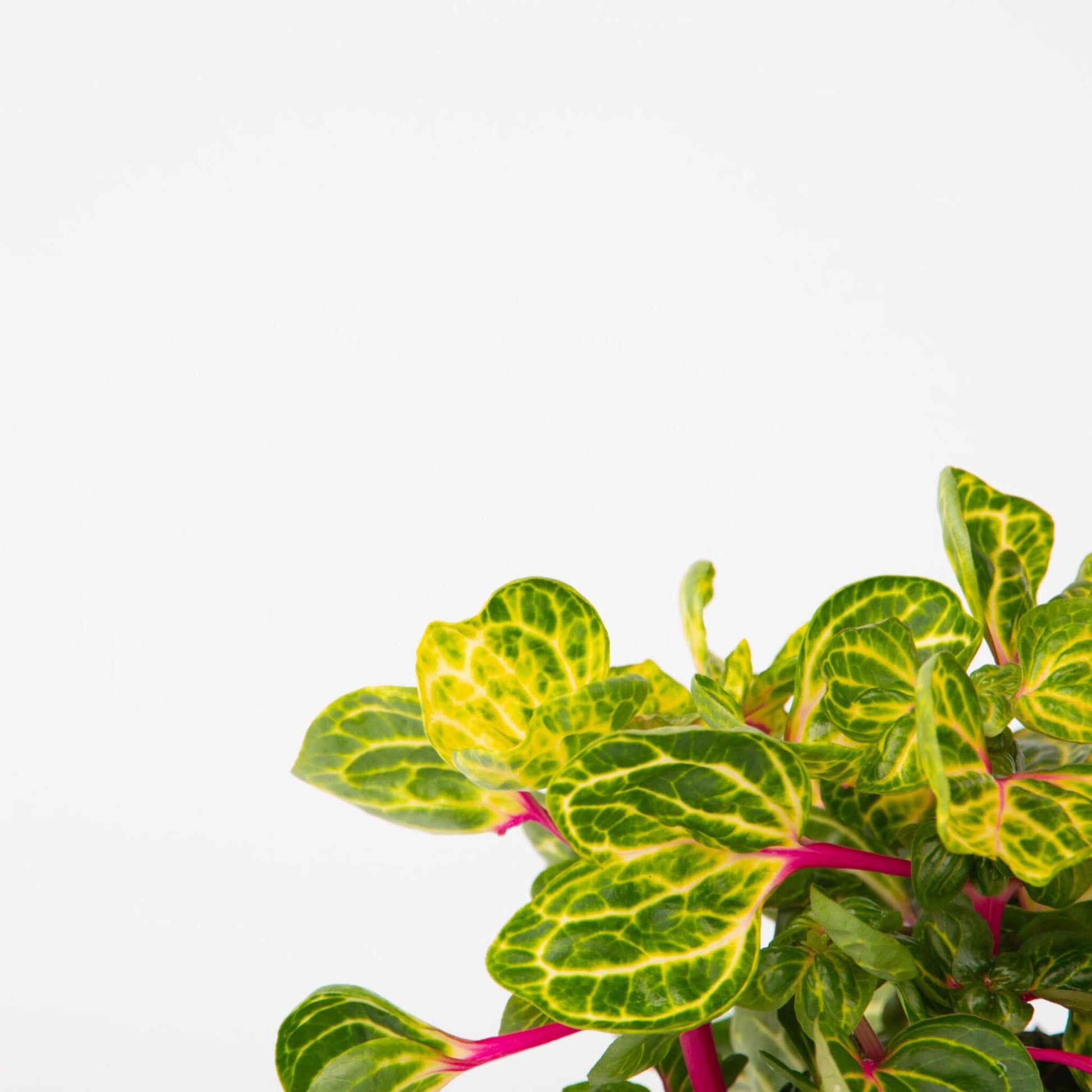 Iresina - Iresine Herbstii - Altura 20-30cm - ⌀13cm_3