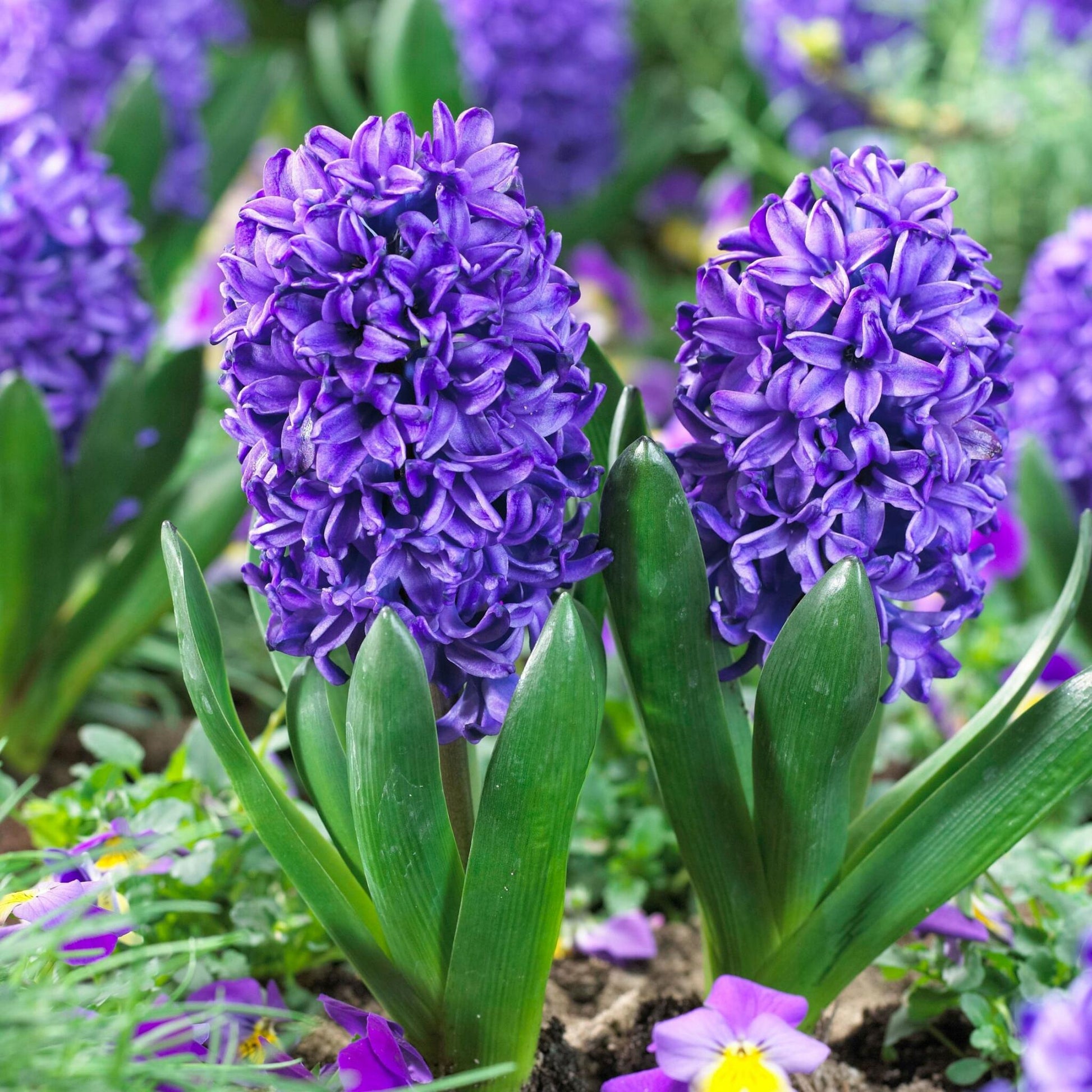 Jacinto - 15 Pzs - Hyacinthus 'blue Trophy' - Bulbos De Flores - Azul_1