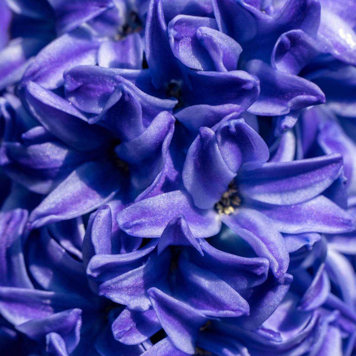 Jacinto - 15 Pzs - Hyacinthus 'blue Trophy' - Bulbos De Flores - Azul_3