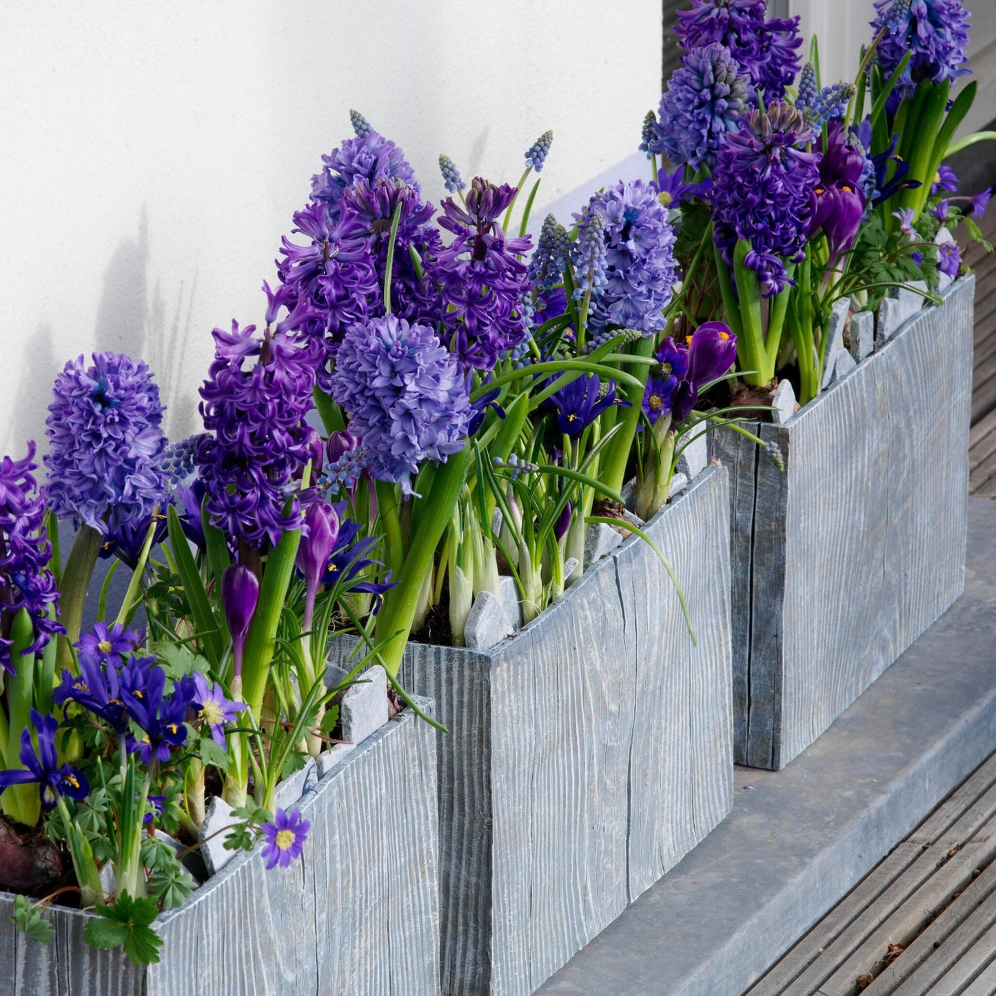Jacinto - 15 Pzs - Hyacinthus 'blue Trophy' - Bulbos De Flores - Azul_4