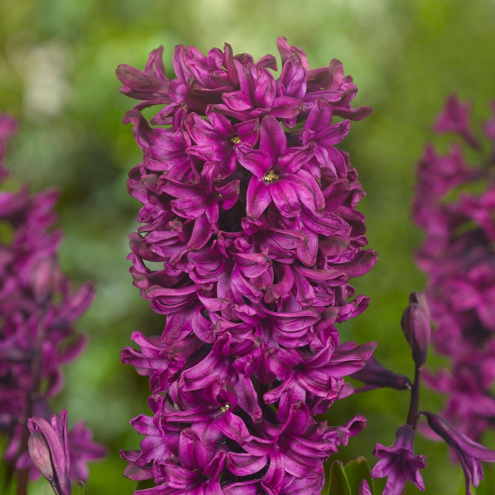Jacinto - 20 Pzs - Hyacinthus - Bulbos De Flores_3