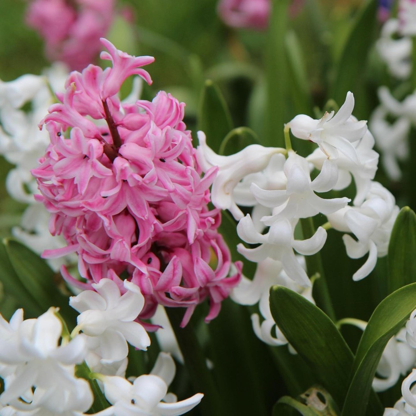 Jacinto - 20 Pzs - Hyacinthus - Bulbos De Flores_4
