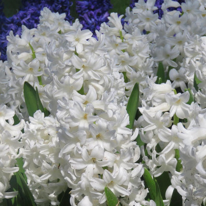 Jacinto - 20 Pzs - Hyacinthus 'carnegie' - Bulbos De Flores - Blanco_4