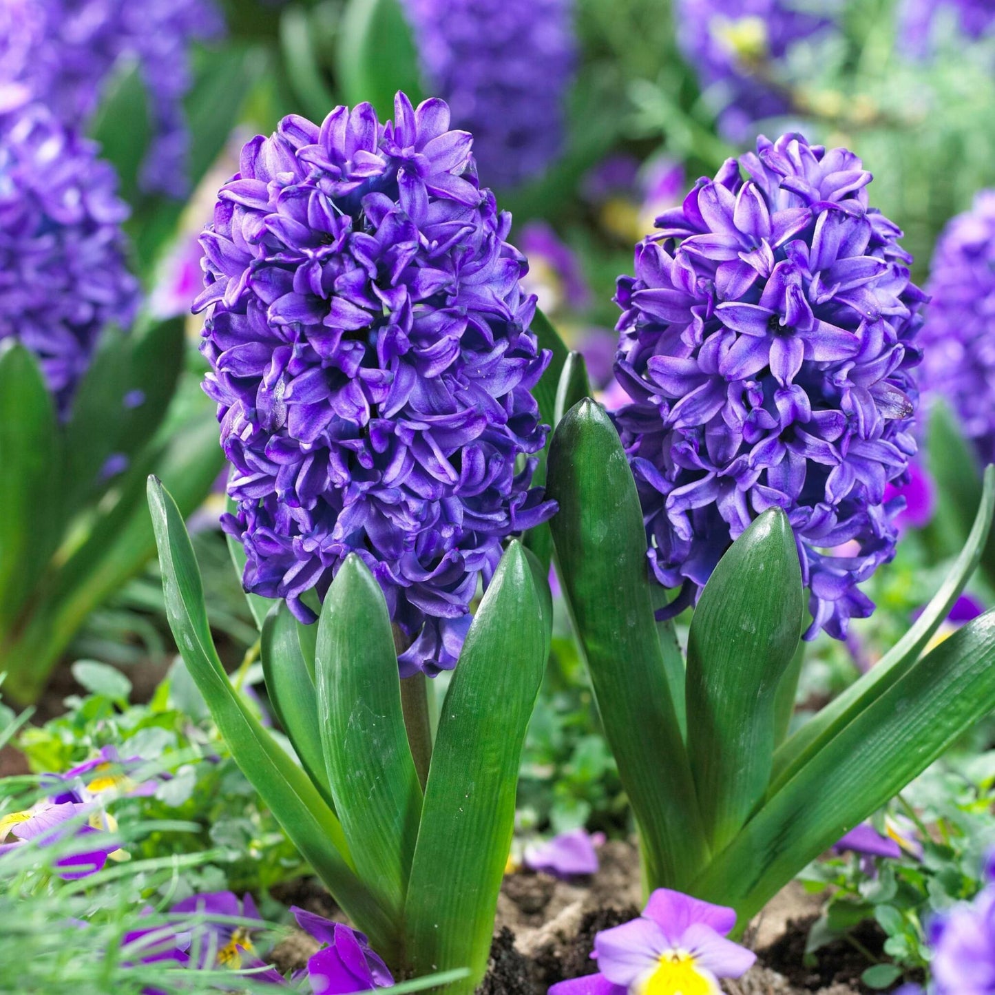 Jacinto - 25 Pzs - Hyacinthus 'blue Trophy' - Bulbos De Flores - Azul_1