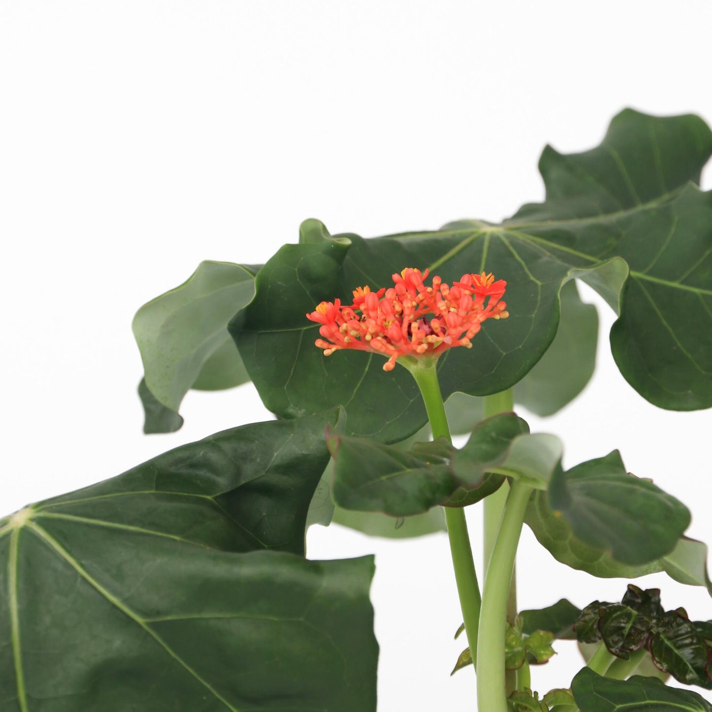 Jatrofa - 2 Pzs - Jatropha Podagrica - Altura 25-45cm - ⌀13cm_3