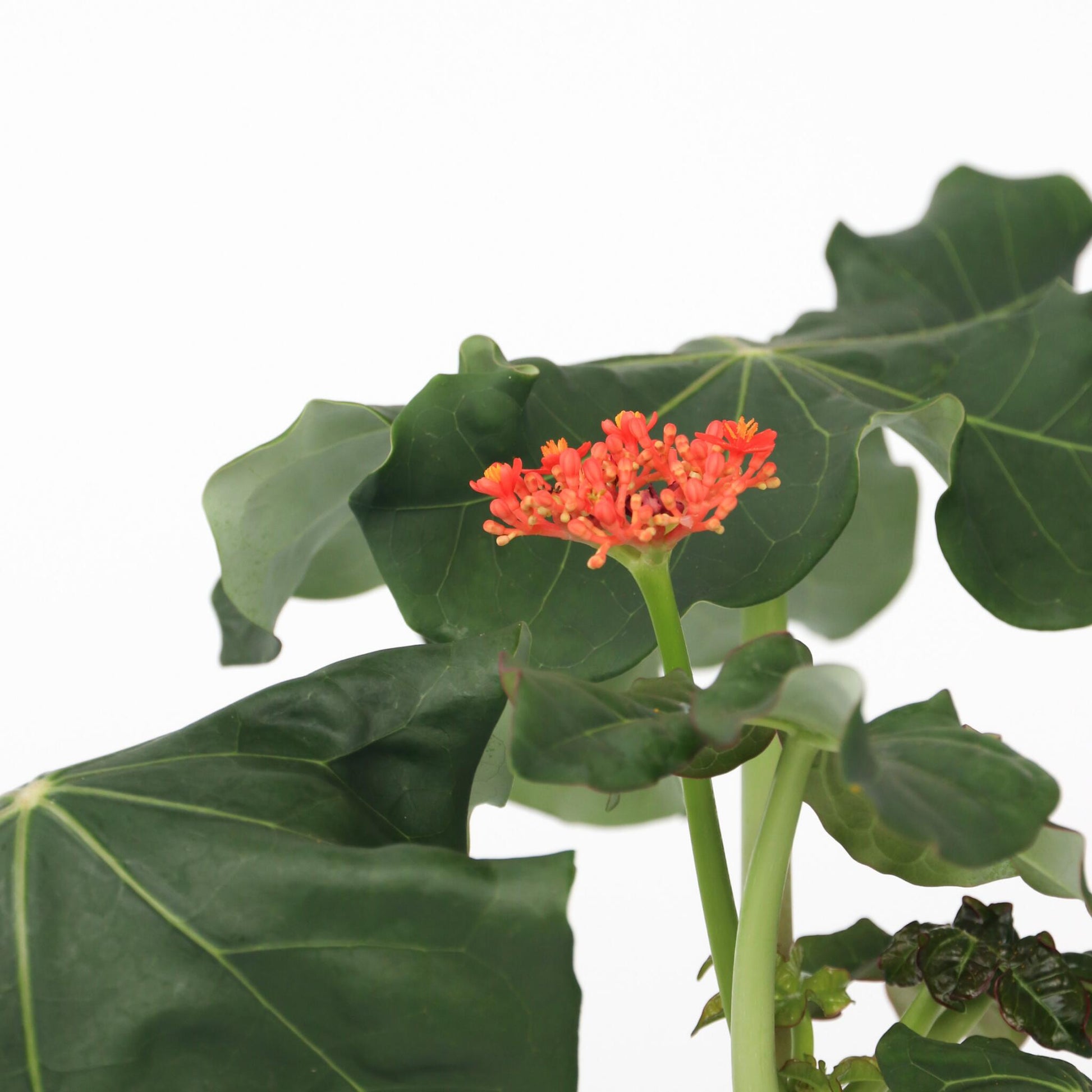 Jatrofa - 2 Pzs - Jatropha Podagrica - Altura 25-45cm - ⌀13cm_3