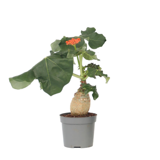 Jatrofa - Jatropha Podagrica - Altura 25-45cm - ⌀13cm_0