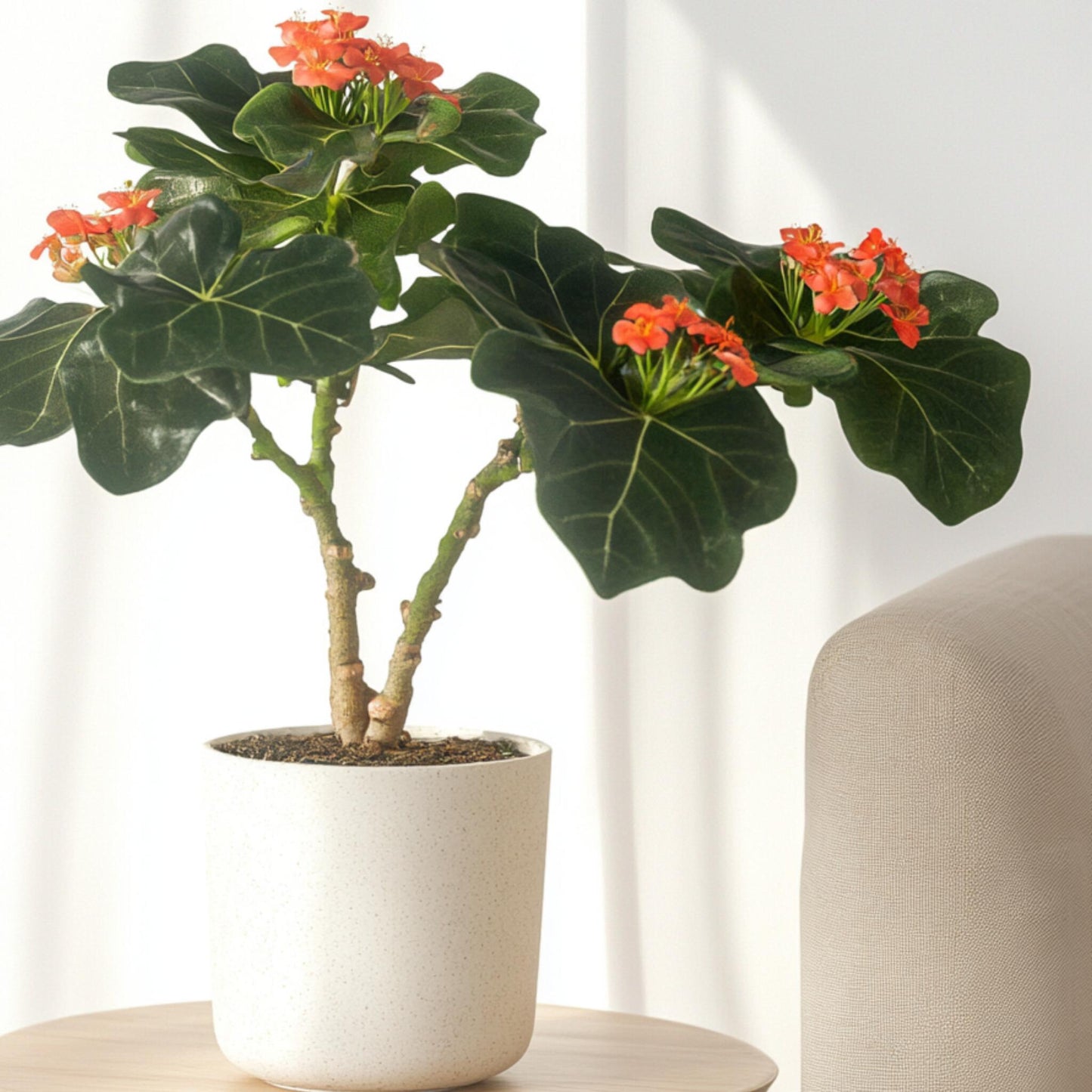 Jatrofa - Jatropha Podagrica - Altura 25-45cm - ⌀13cm_1