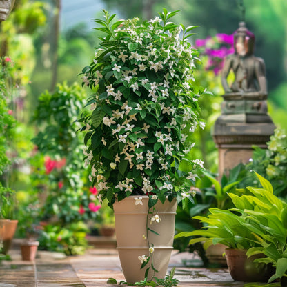 Jazmín - 2 Pzs - Jasminum Polyanthum - Altura 60-70cm - ⌀17cm_1