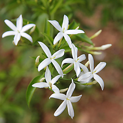 Jazmín - 2 Pzs - Jasminum Polyanthum - Altura 60-70cm - ⌀17cm_3
