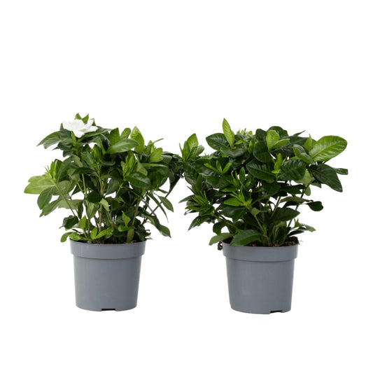 Jazmín De Arabia - 2 Pzs - Gardenia Jasminoides - Altura 20-30cm - ⌀13cm_0