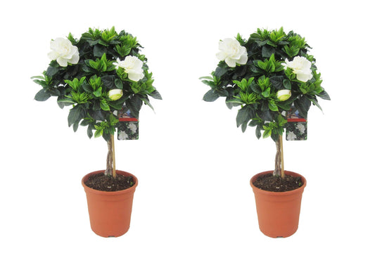 Jazmín De Arabia - 2 Pzs - Gardenia Jasminoides - Altura 50-60cm - ⌀19cm_0