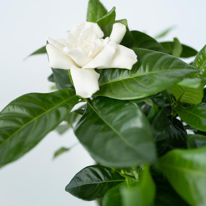 Jazmín De Arabia - 4 Pzs - Gardenia Jasminoides - Altura 20-30cm - ⌀13cm_3