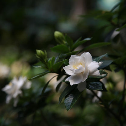 Jazmín De Arabia - Gardenia Jasminoides - Altura 20-30cm - ⌀13cm_1