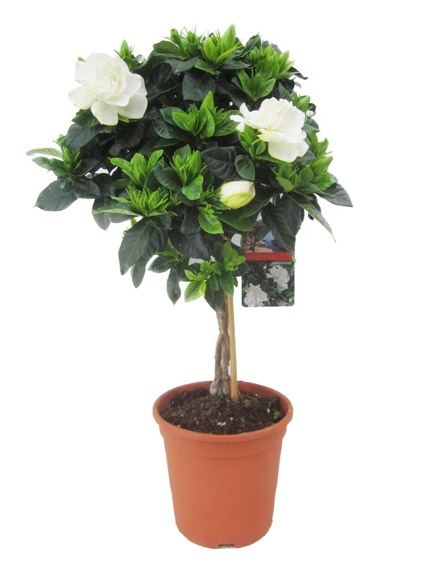 Jazmín De Arabia - Gardenia Jasminoides - Altura 50-60cm - ⌀19cm_0