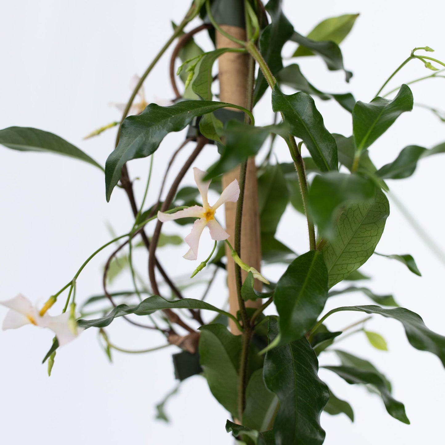 Jazmín Estrellado - 2 Pzs - Trachelospermum Jasminoides - A110-120cm - ⌀17cm_3