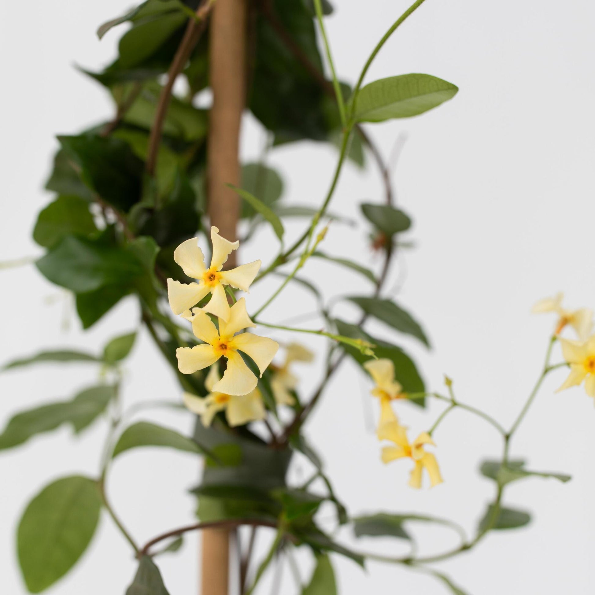 Jazmín Estrellado - 2 Pzs - Trachelospermum Jasminoides - A110-120cm - ⌀17cm_3