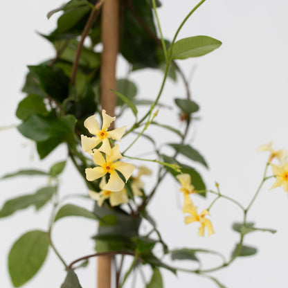 Jazmín Estrellado - 2 Pzs - Trachelospermum Jasminoides - A110-120cm - ⌀17cm_3