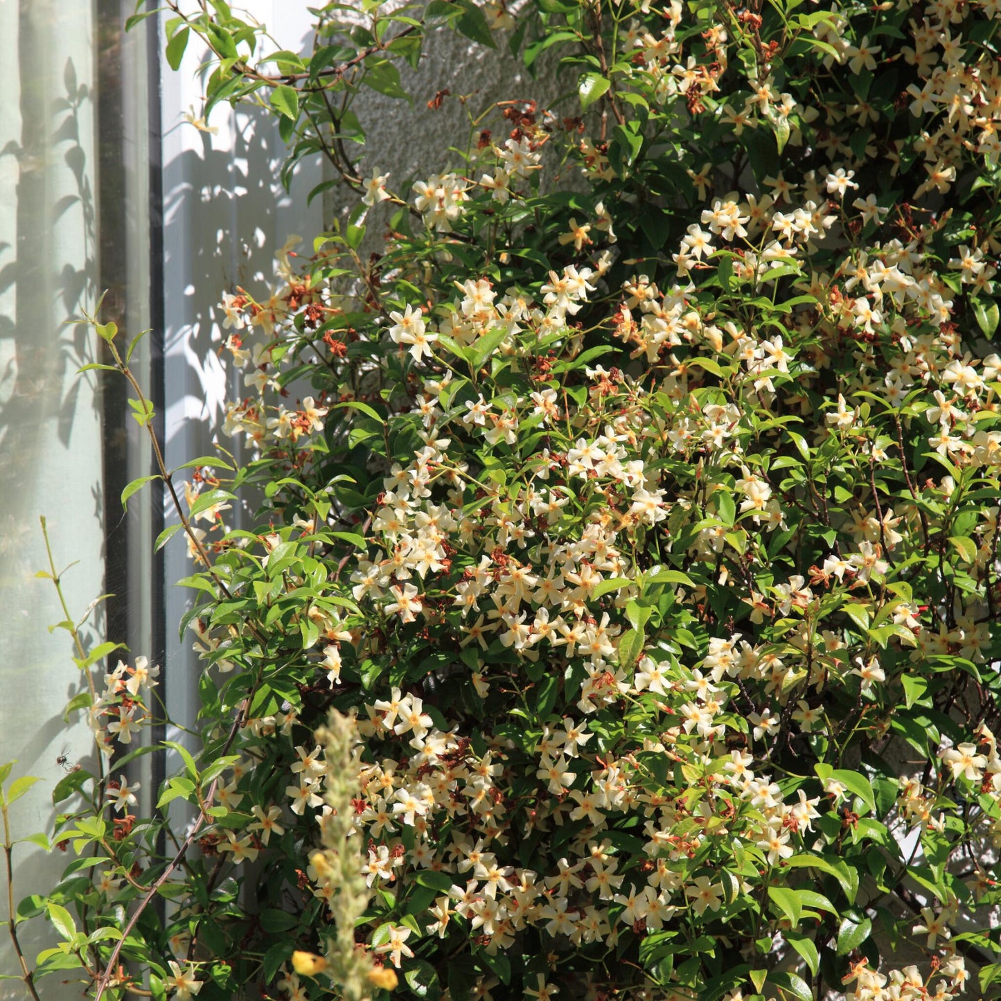 Jazmín Estrellado - 2 Pzs - Trachelospermum Jasminoides - A110-120cm - ⌀17cm_4