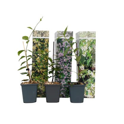 Jazmín Estrellado - 3 Pzs - Trachelospermum Jasminoides - Altura 25-40cm - ⌀9cm_0
