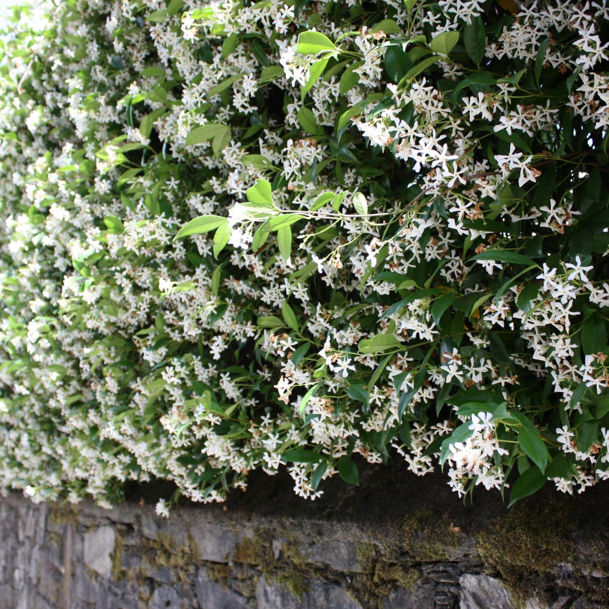 Jazmín Estrellado - 3 Pzs - Trachelospermum Jasminoides - Altura 25-40cm - ⌀9cm_1