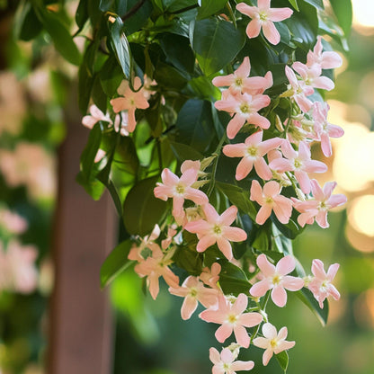 Jazmín Estrellado - 3 Pzs - Trachelospermum Jasminoides - Altura 25-40cm - ⌀9cm_3