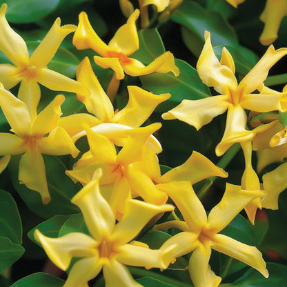 Jazmín Estrellado - 3 Pzs - Trachelospermum Jasminoides - Altura 25-40cm - ⌀9cm_3