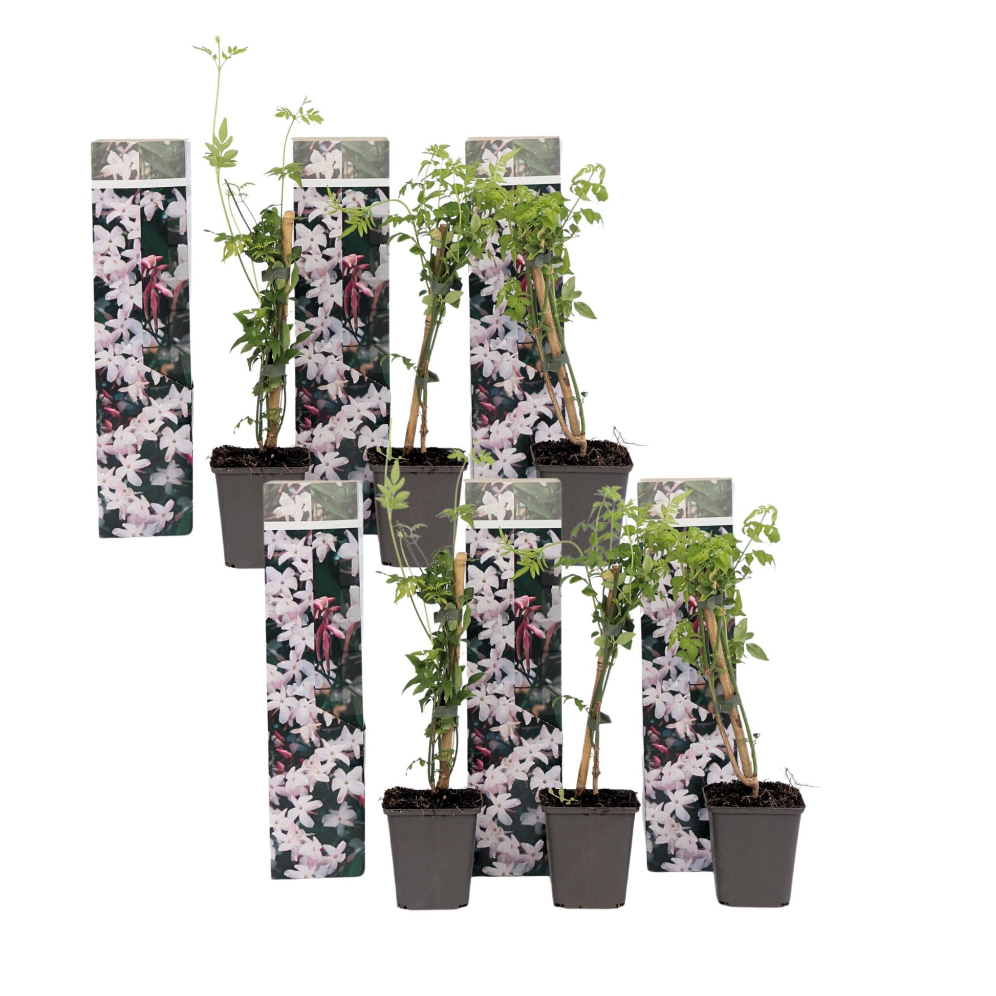 Jazmín Estrellado - 6 Pzs - Jasminum 'officinale' - Altura 25-40cm - ⌀9cm_0
