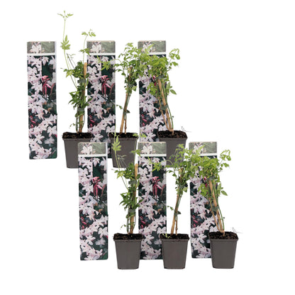 Jazmín Estrellado - 6 Pzs - Jasminum 'officinale' - Altura 25-40cm - ⌀9cm_0