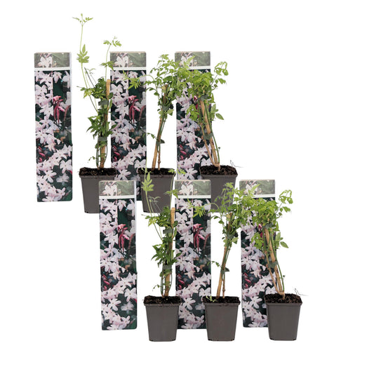Jazmín Estrellado - 6 Pzs - Jasminum 'officinale' - Altura 25-40cm - ⌀9cm_0