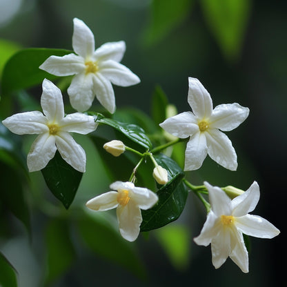 Jazmín Estrellado - 6 Pzs - Jasminum 'officinale'  - Altura 25-40cm - ⌀9cm_3
