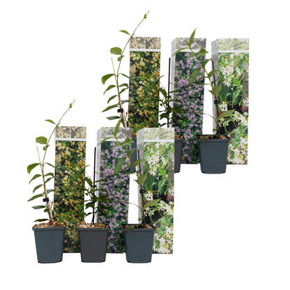 Jazmín Estrellado - 6 Pzs - Trachelospermum Jasminoides - Altura 25-40cm - ⌀9cm_0