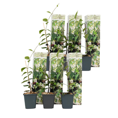 Jazmín Estrellado - 6 Pzs - Trachelospermum Jasminoides - Altura 25-40cm - ⌀9cm_0